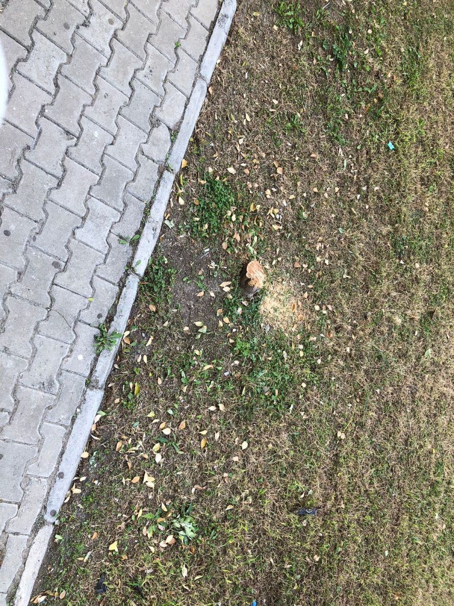 Ağaçların Suçu Ne?