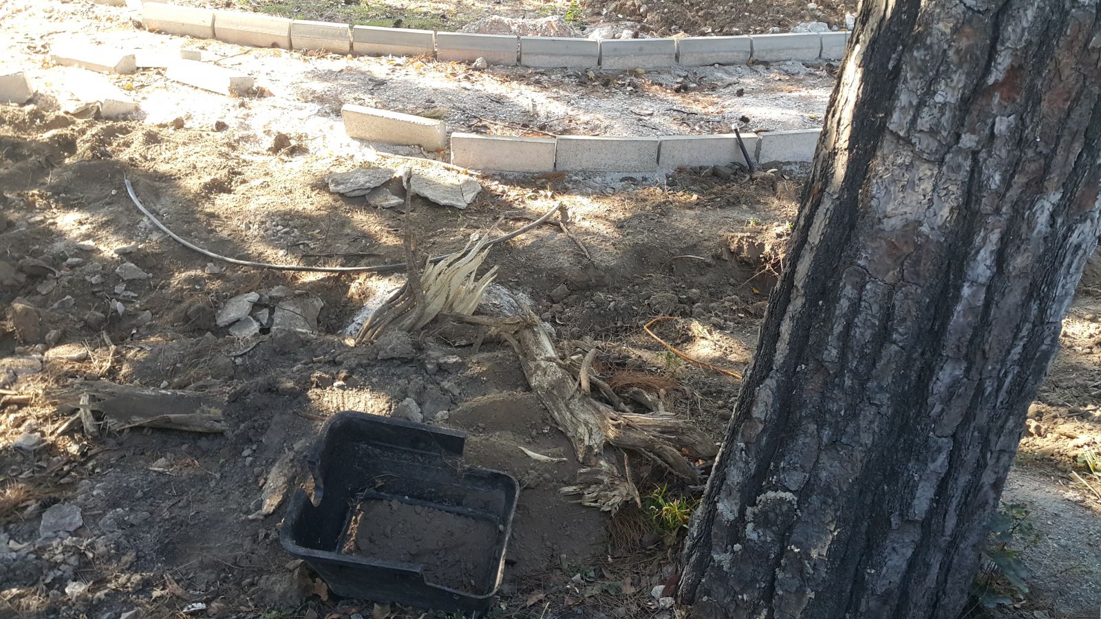 Ağaçların Suçu Ne?