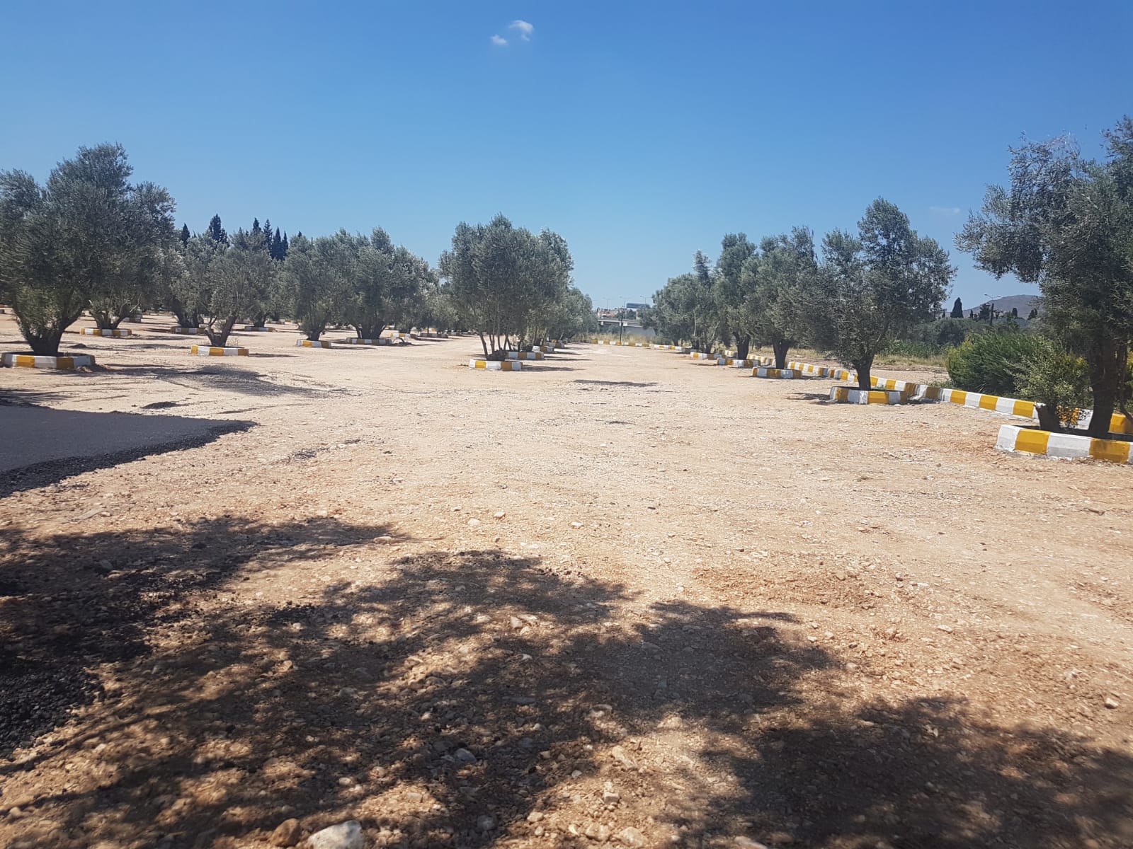 Şok: Ziraatçi Rektörden Zeytinlik Alana Asfalt