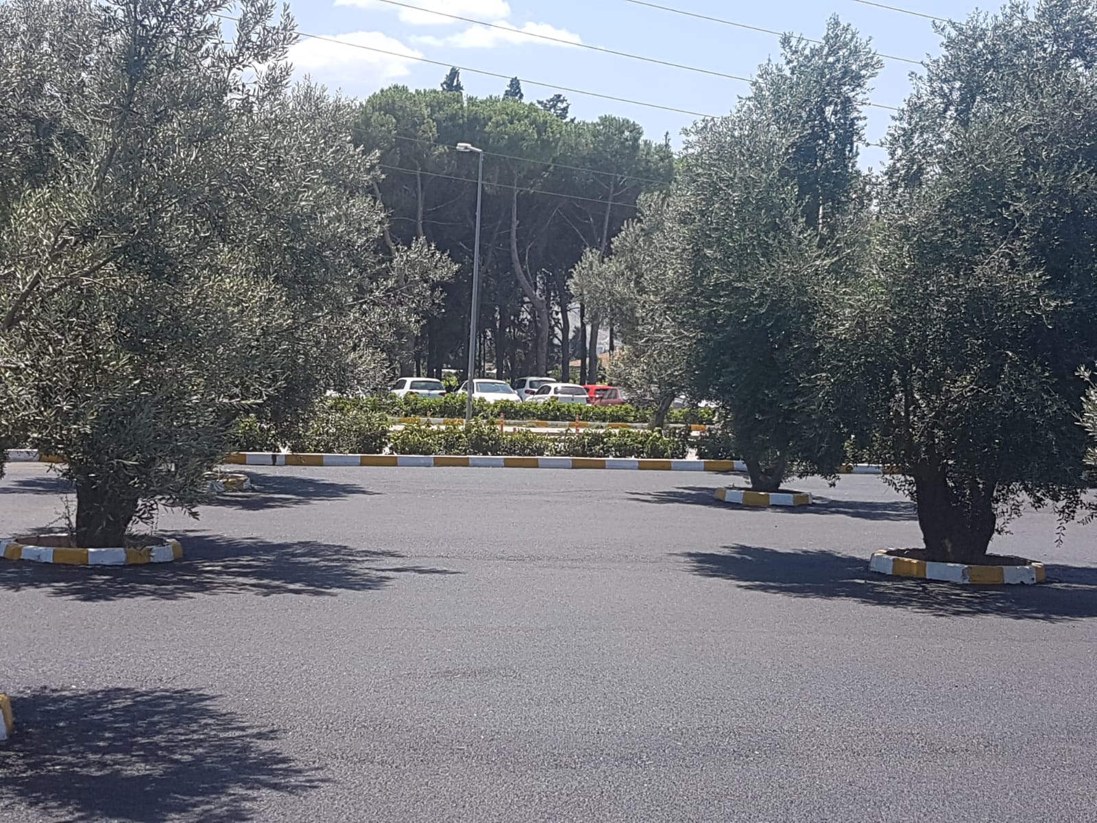 Şok: Ziraatçi Rektörden Zeytinlik Alana Asfalt