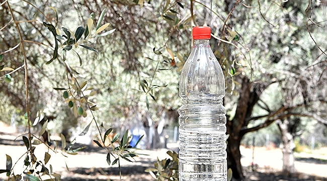 50 Bin Zeytin Ağacı Böyle Kurtuldu