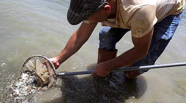 Barajlarda Sazan Bereketi