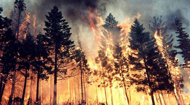 Fethiye'de Orman Yangını Çıktı!