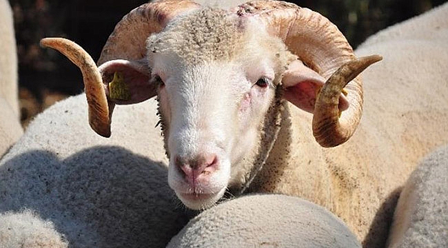 Kurbanlık Fiyatları El Yakıyor