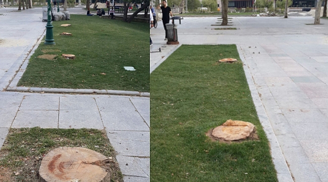 Tuncay Özkan Gezi Parkı'nda Kesilen Ağaçların Fotoğraflarını Paylaştı!