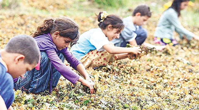400 Binden Fazla Tarım İşçisi Çocuk Var