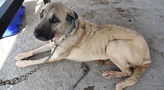 Bornova Belediyesi’nin Sıcak Eli Sevimli Dostları da Sarıyor