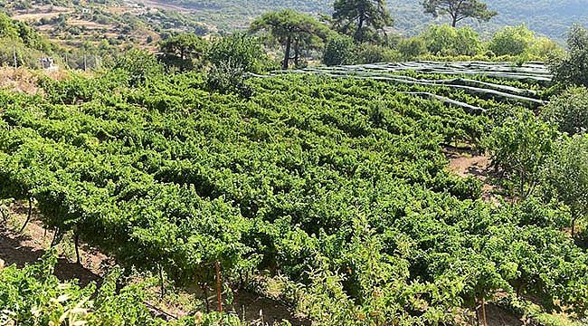 Misket Üzümü Fidanı ve Bamya Tohumu Ücretsiz Dağıtılıyor