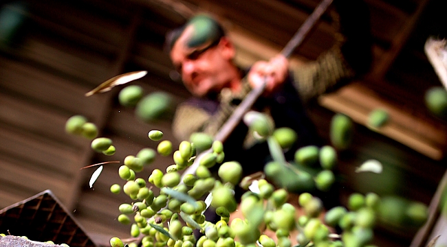 Akhisar &quot;Toskana&quot; ile yarışıyor