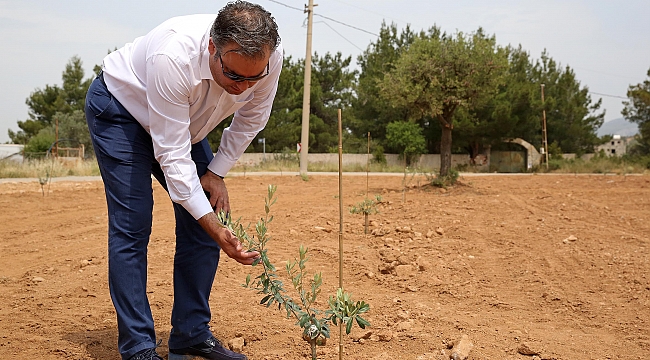Buca'nın Zeytin Ormanı büyüyor