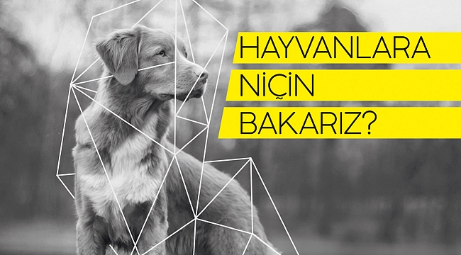 Hayvanlara hiç böyle bakmadınız!