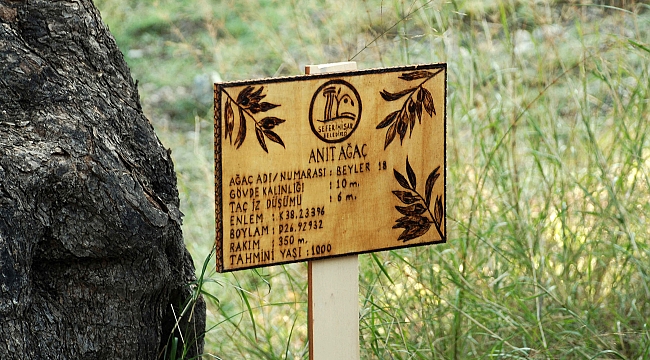 ÖLÜMSÜZ AĞAÇLARDAN ELDE EDİLEN ZEYTİNYAĞLARI MÜZAYEDEYLE SATILACAK