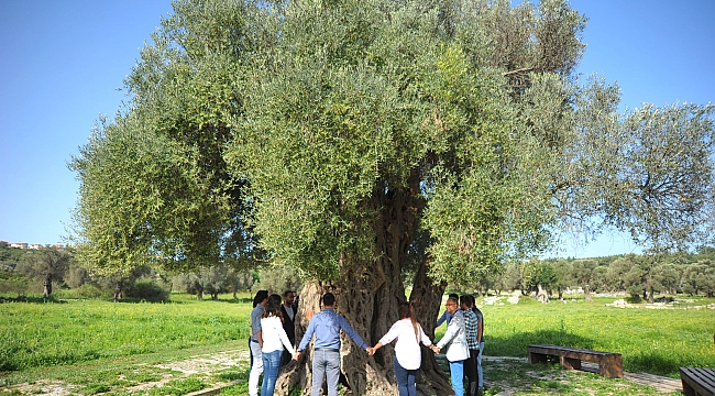 ÖLÜMSÜZ AĞAÇLARDAN ELDE EDİLEN ZEYTİNYAĞLARI MÜZAYEDEYLE SATILACAK