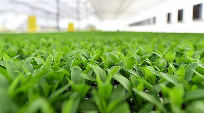 Tereciye tere satacağız