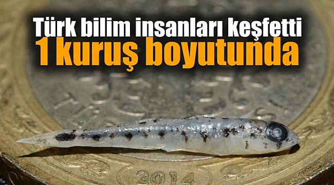 Türk bilim insanları keşfetti... 1 kuruş boyutunda