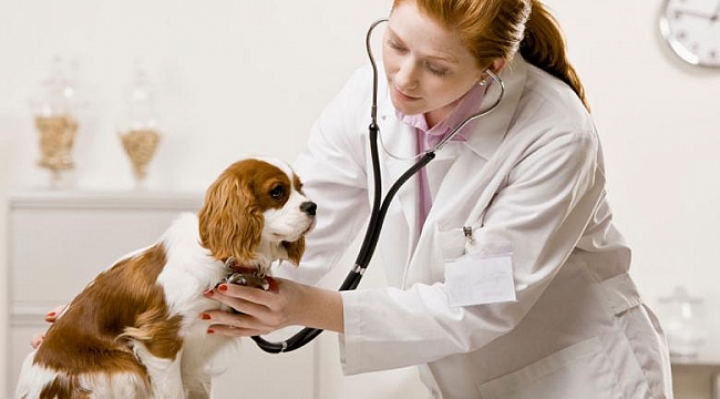 ÜLKEMİZDE VETERİNER HEKİMLİĞİ ÖĞRETİMİNİN 175. YILI