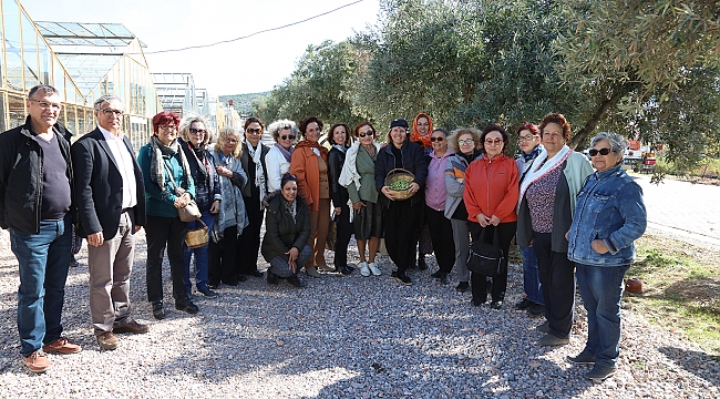 Bademler Köyü’nde zeytin hasadı