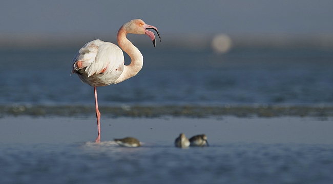 Haydi İzmir Oylamaya!