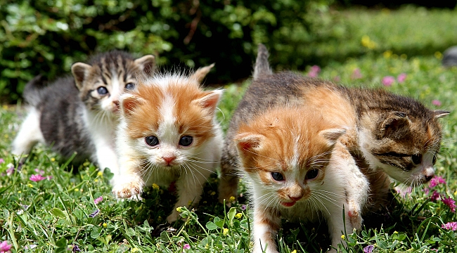 Sokaktan Sıcak Yuvaya