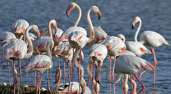 Sosyal Medyada Körfez Otobanına Tepki