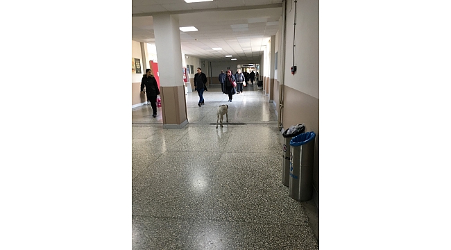 Üniversite Hastanesinin Koridorlarında Köpekler