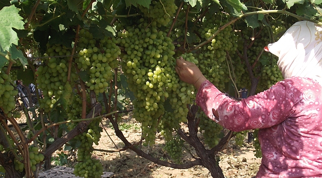 Yaş Üzüm İhracatında Rusya Bereketi