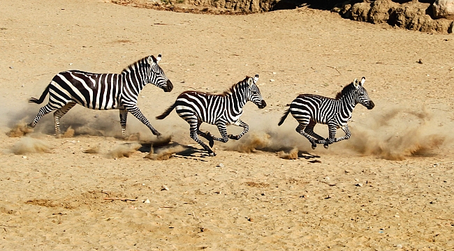 "Doğal Yaşamı Sen Nasıl Görüyorsun?"