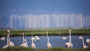 Doğa Derneği Merkezini İzmir'e Taşıdı