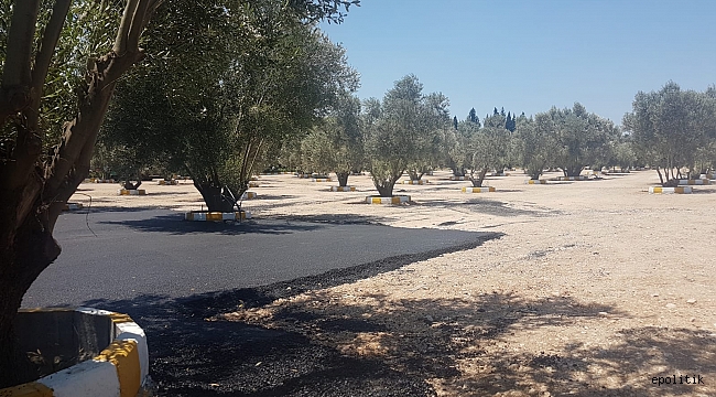 Şok: Ziraatçi Rektörden Zeytinlik Alana Asfalt