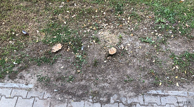 Ağaçların Suçu Ne?