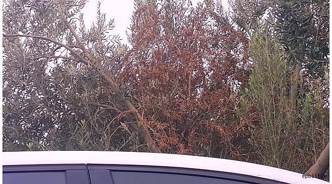 Bir Zeytin Niye Kurur Rektör Hocam?