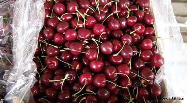 Yaş Meyve Sebze İhracatçılarından Kemalpaşa  Çıkarması