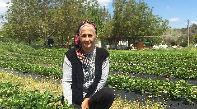 Urla’yı Çilek Kokusu Sardı