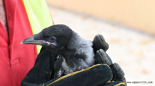 Ağaçtan Düşen Karga Yavrusu Kurtarıldı