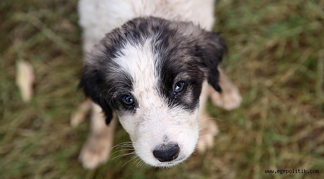 Buca Belediyesi'nden 'Satın Alma Sahiplen' Kampanyası