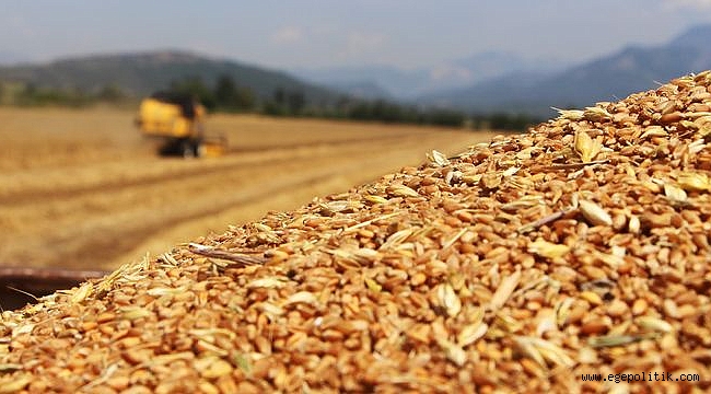 Buğdayda Verim Düşüyor, Çiftçi Endişeli