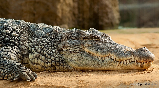 &quot;Geçmişte Yaşayan Bazı Timsah Türleri Vejetaryendi&quot;