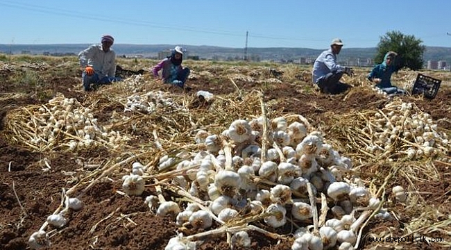 Tarım İşçisinin Saat Ücreti 4 lira