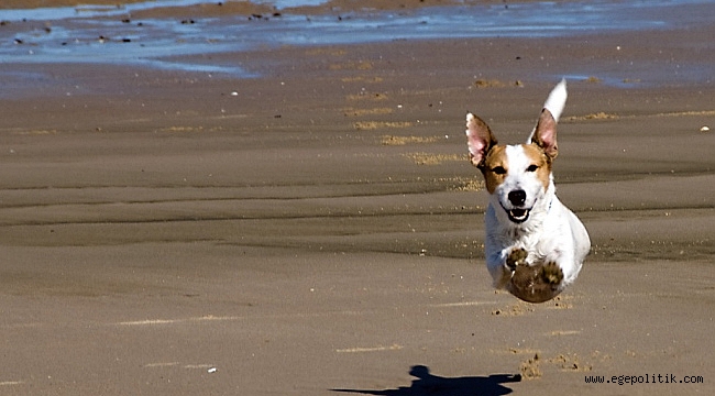 Veterinerlerden Kayıt Talebi