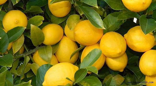 Haziran Ayının Zam Şampiyonu Limon