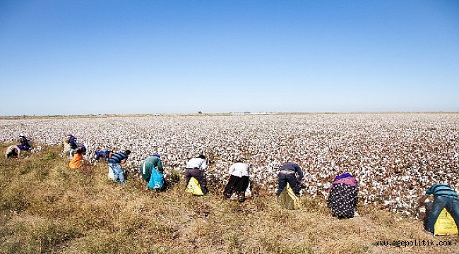 Pamuk Üretiminde Yüksek Prim Beklentisi