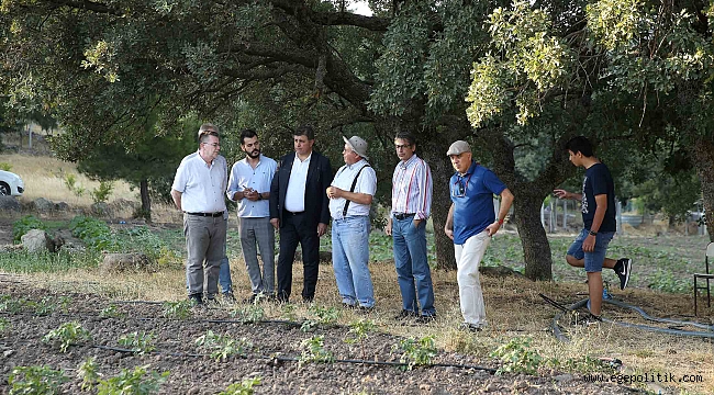 Yamanlar Domatesi Tezgahlara Dönüyor