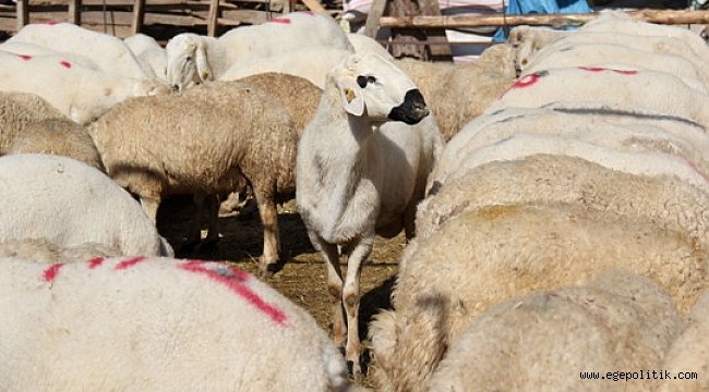 Bayram öncesi Buca Belediyesi’nden kaçak kesim uyarısı