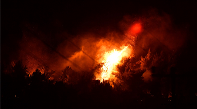İzmir Büyükşehir Belediyesi ağaçlandırma kampanyası başlatıyor