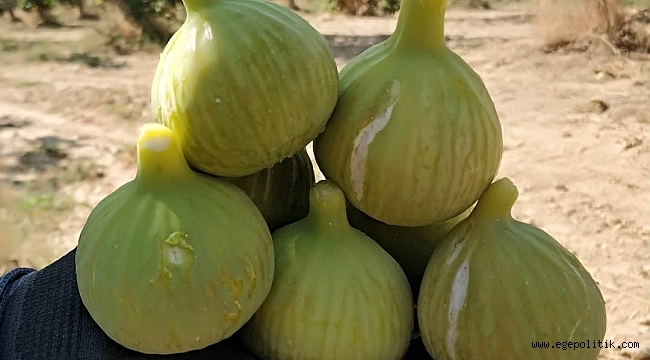 Torbalı’da Bardacık İnciri festivali