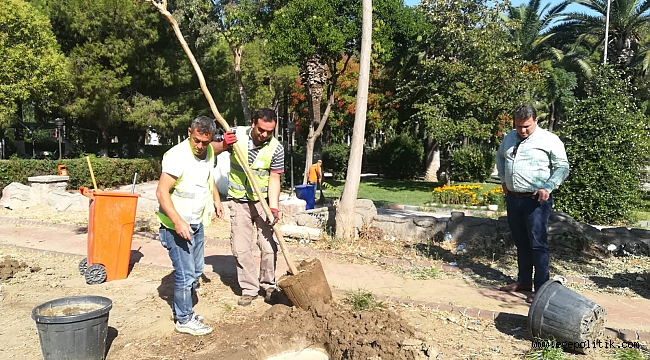 Menemen Belediyesi kurumuş ağaçların yerine yenilerini dikti