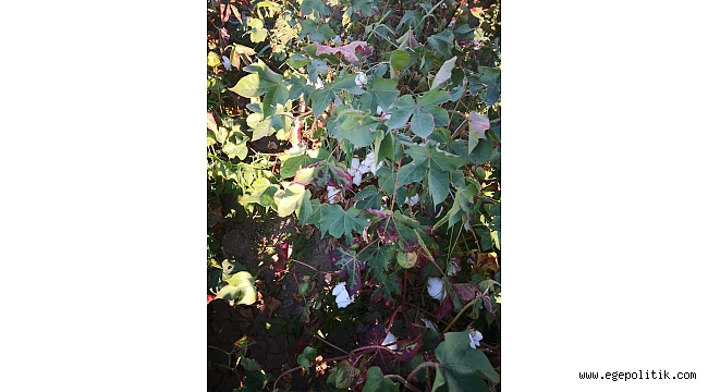 Serter: “Pamuk prim desteği 1.25 TL olmalı”