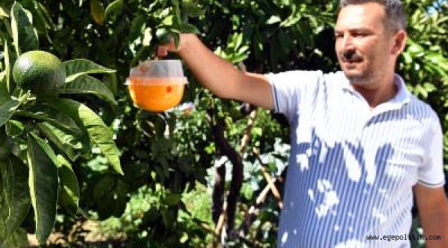 “Sığacık’ta meyve ağaçlarına tuzaklı koruma”