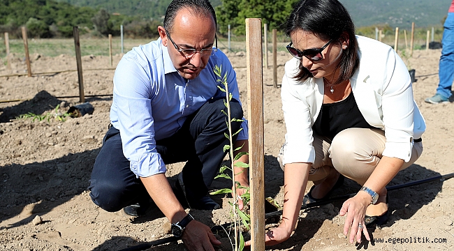 Urla’da ‘Goji Berry’ Üretimi Artıyor