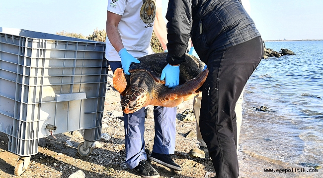 Ağlara takılan caretta caretta kurtarıldı